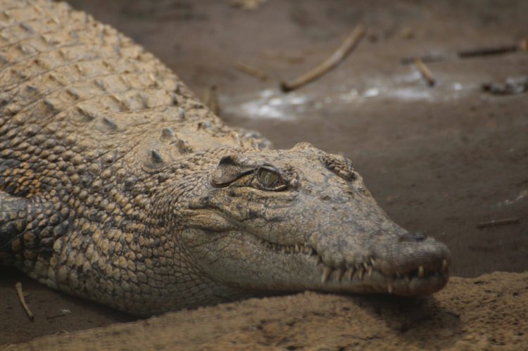 Buaya Muara, Salah Satu Koleksi Paling Berbahaya Predator Fun Park -