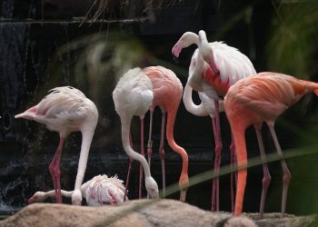 Burung Flamingo Di Eco Green Park Punya Kemampuan Unik, Seperti Apa ? -