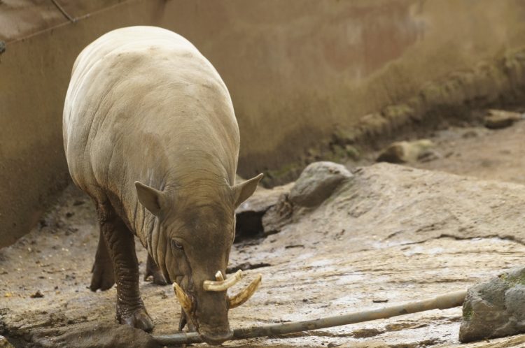 Punya Taring Di Kepala, Satwa Babi Rusa Ini Menyapa Pengunjung Di Batu Secret Zoo JTP 2 -