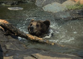 Tampak Menggemaskan, Sun Bear Di Batu Secret Zoo Sebenarnya Garang Lho.. -